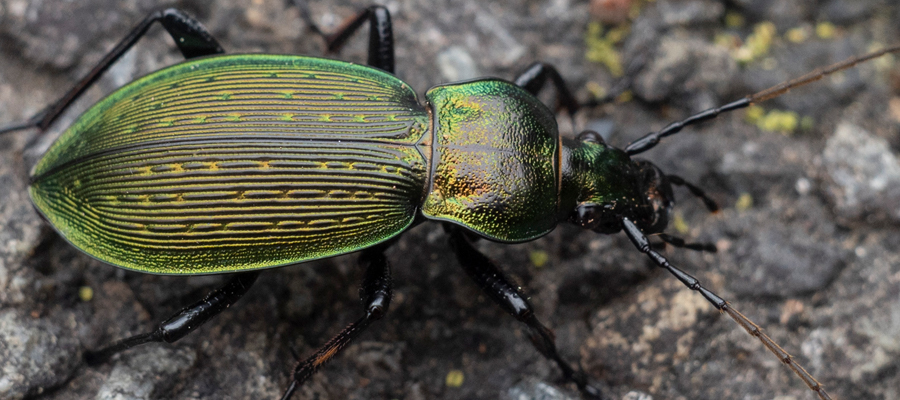 アオオサムシの写真