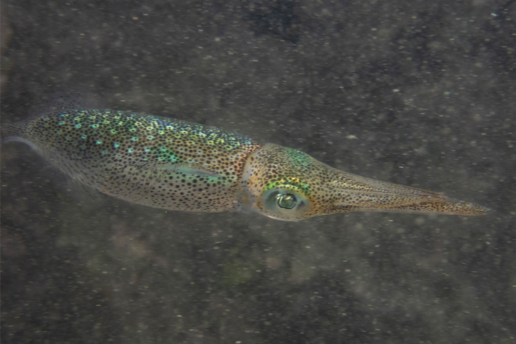 アオリイカのページ