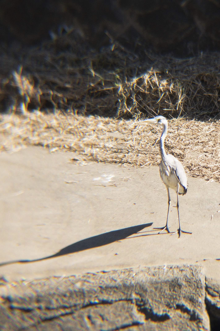 アオサギの画像