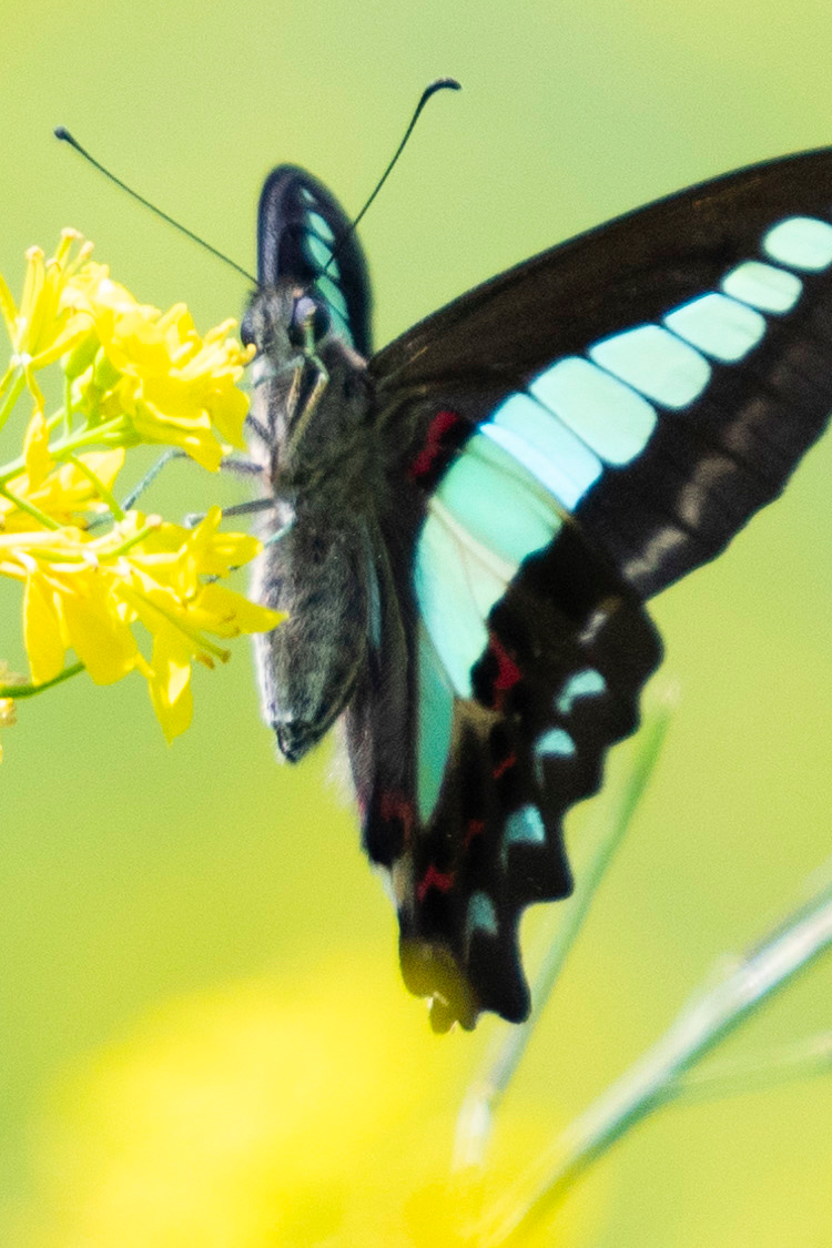 アオスジアゲハの画像
