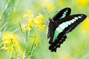 アオスジアゲハの色