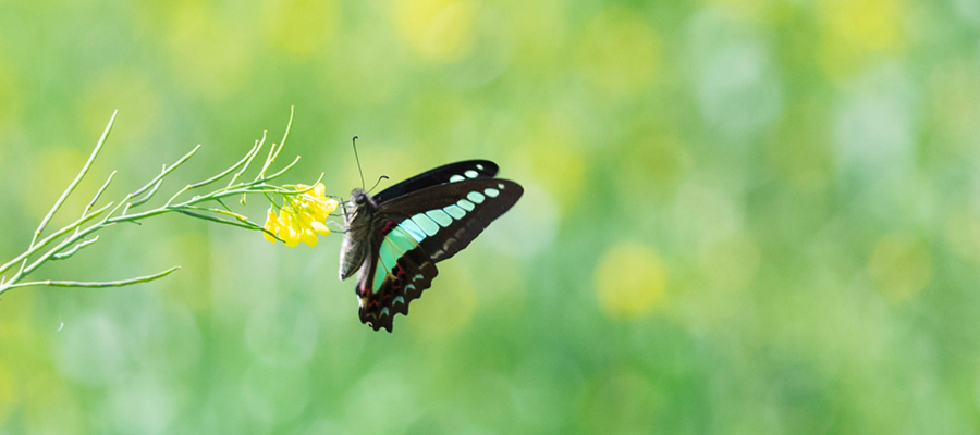 アオスジアゲハの写真