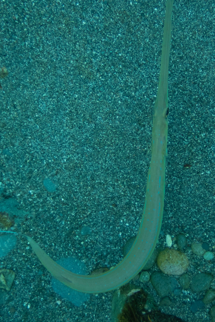 アオヤガラの画像