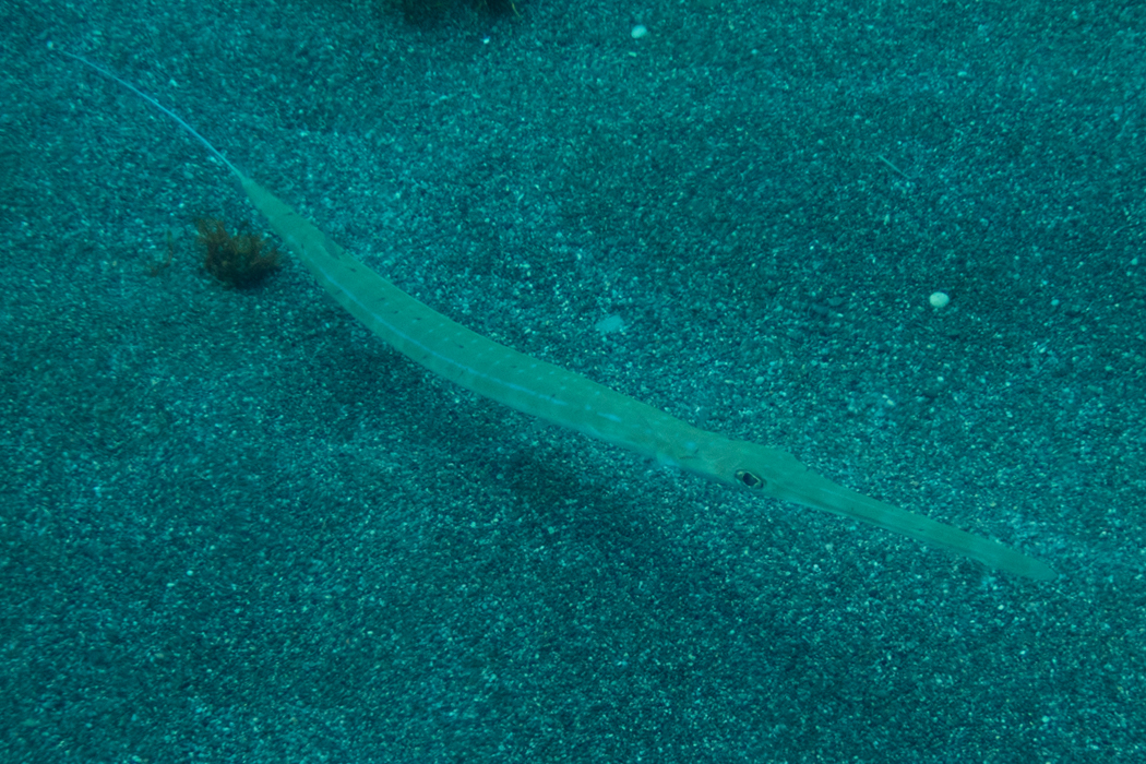 アオヤガラのページ