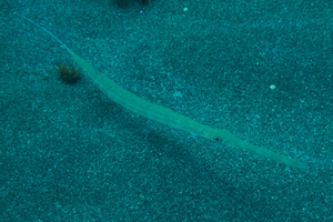 アオヤガラの色