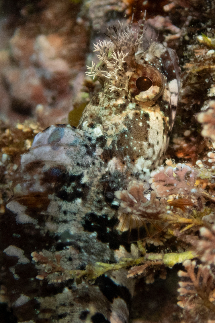 アライソコケギンポの画像