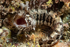 アライソコケギンポの色