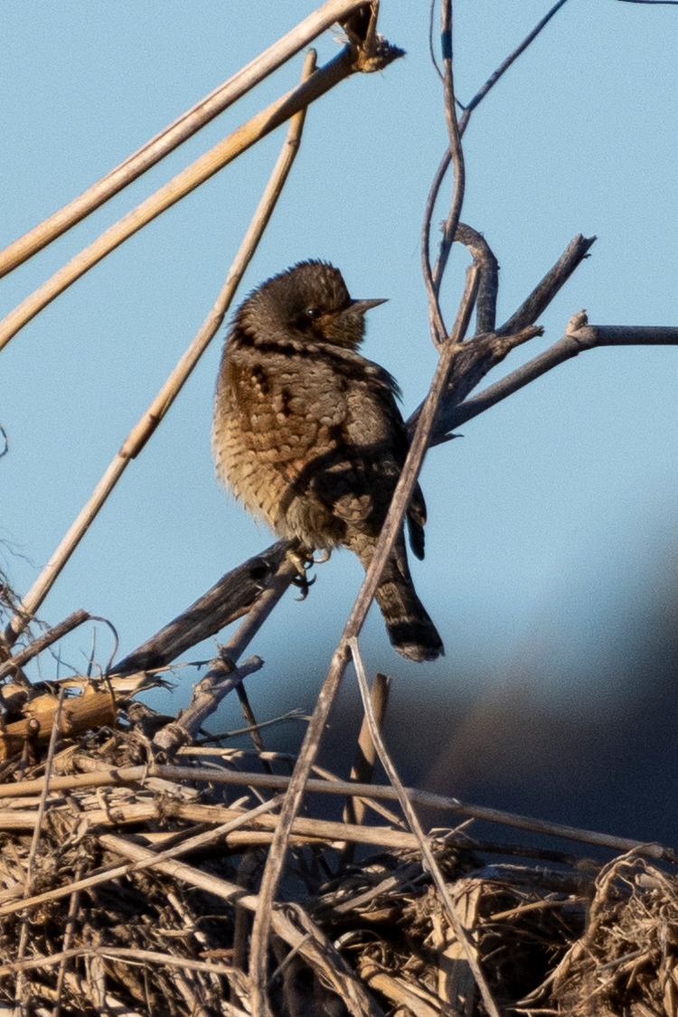 アリスイの画像