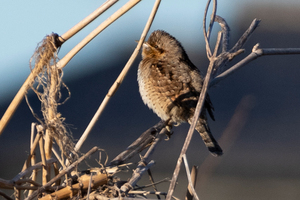 アリスイの写真