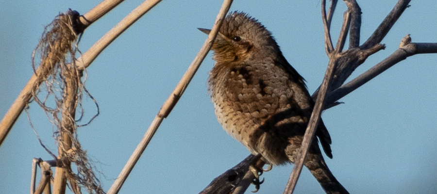 アリスイの写真