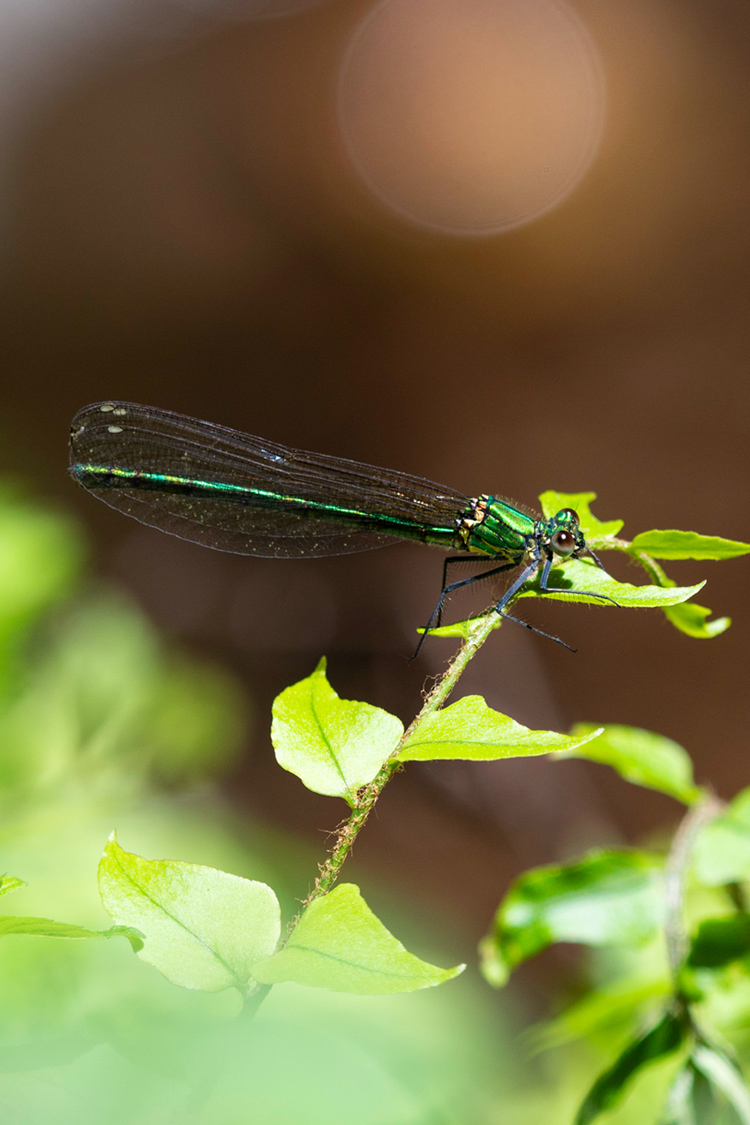アサヒナカワトンボの画像