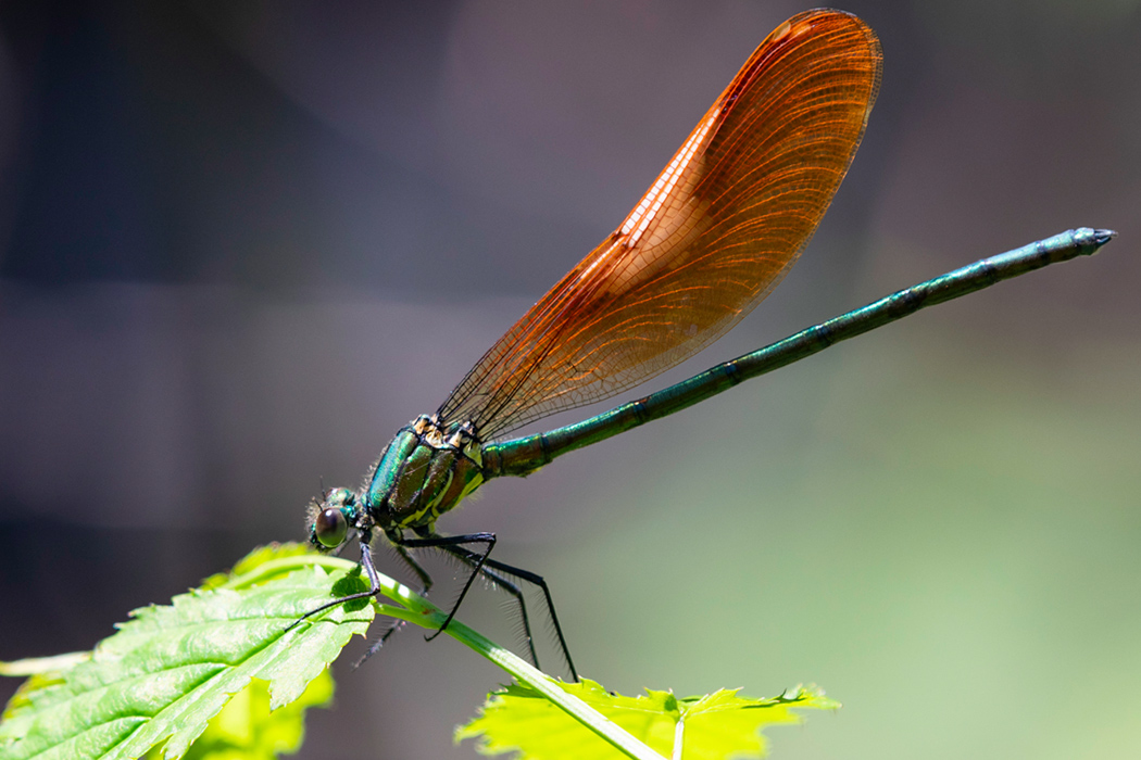 アサヒナカワトンボのページ