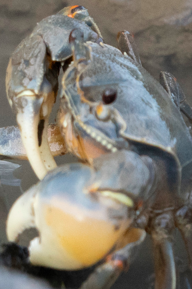 アシハラガニの画像