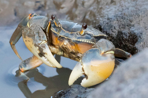 アシハラガニの色