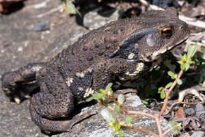 アズマヒキガエルの色