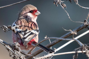 ベニマシコの色