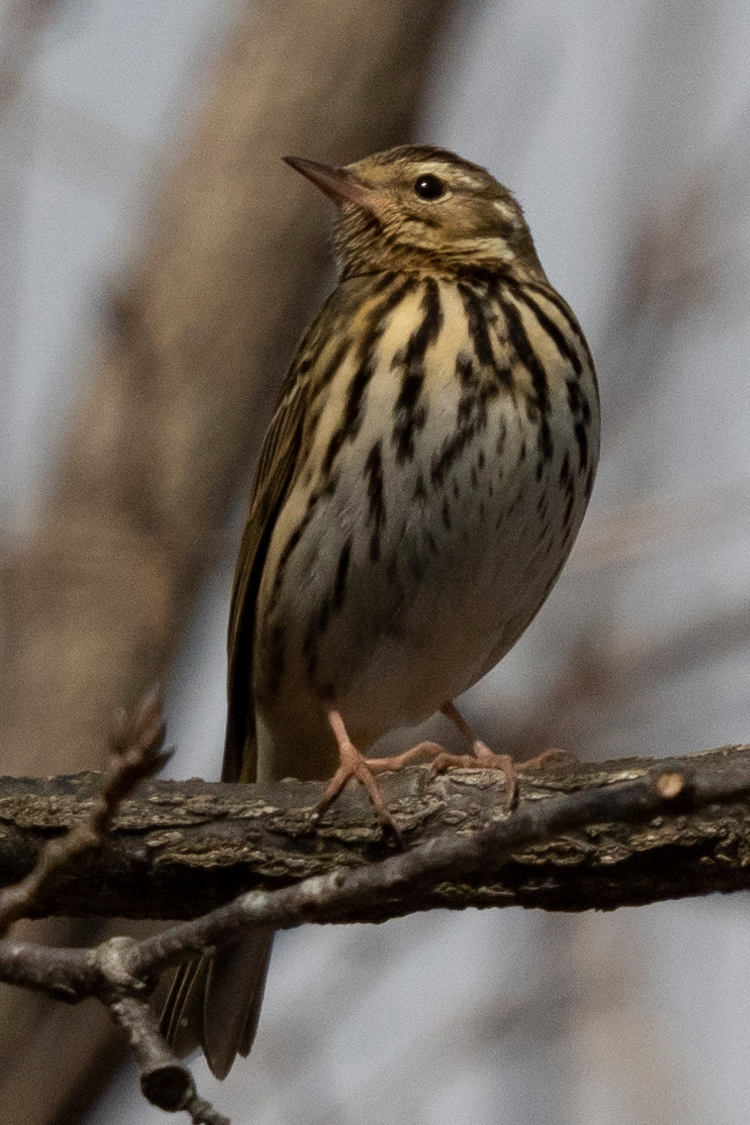 ビンズイの画像