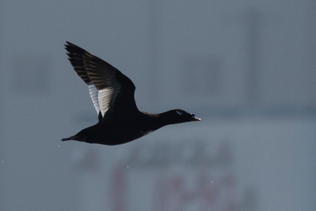 ビロードキンクロのページ