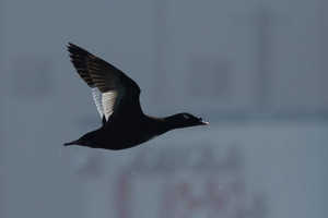 ビロードキンクロ