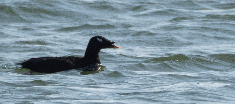 ビロードキンクロの写真