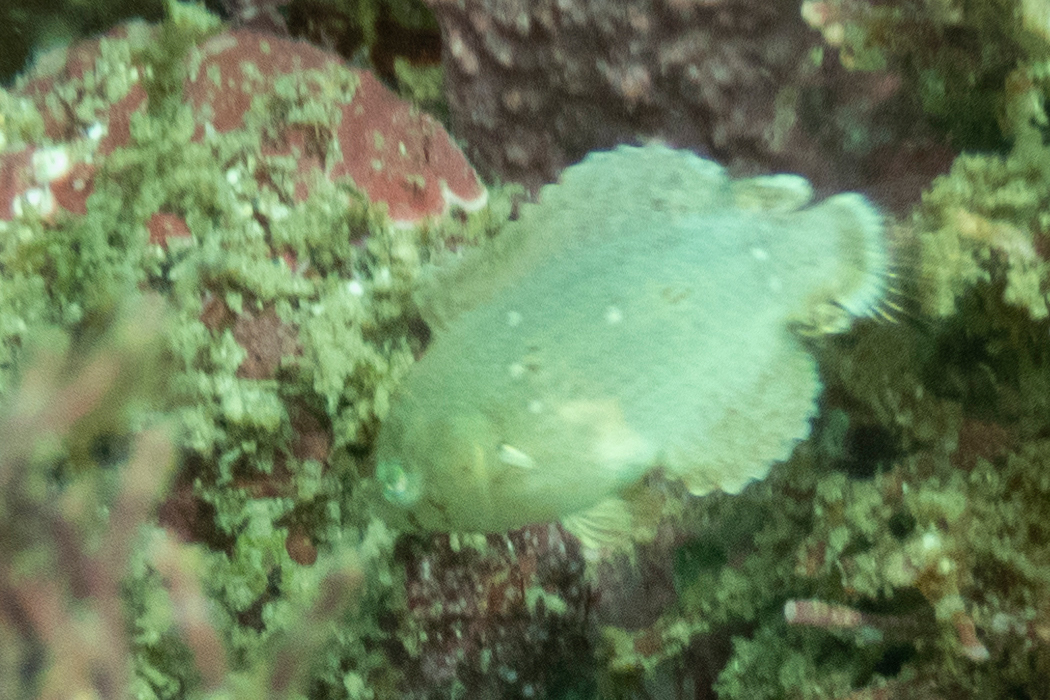 ブチススキベラのページ