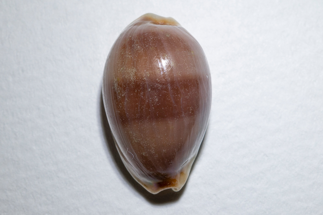 チャイロキヌタのページ