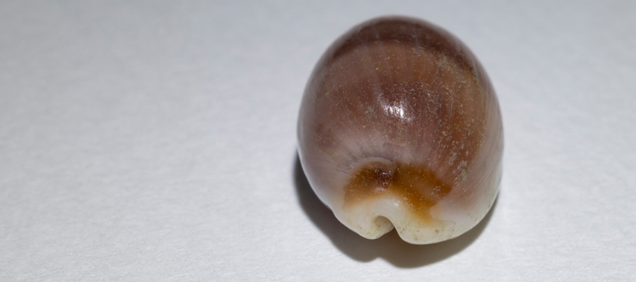 チャイロキヌタの写真