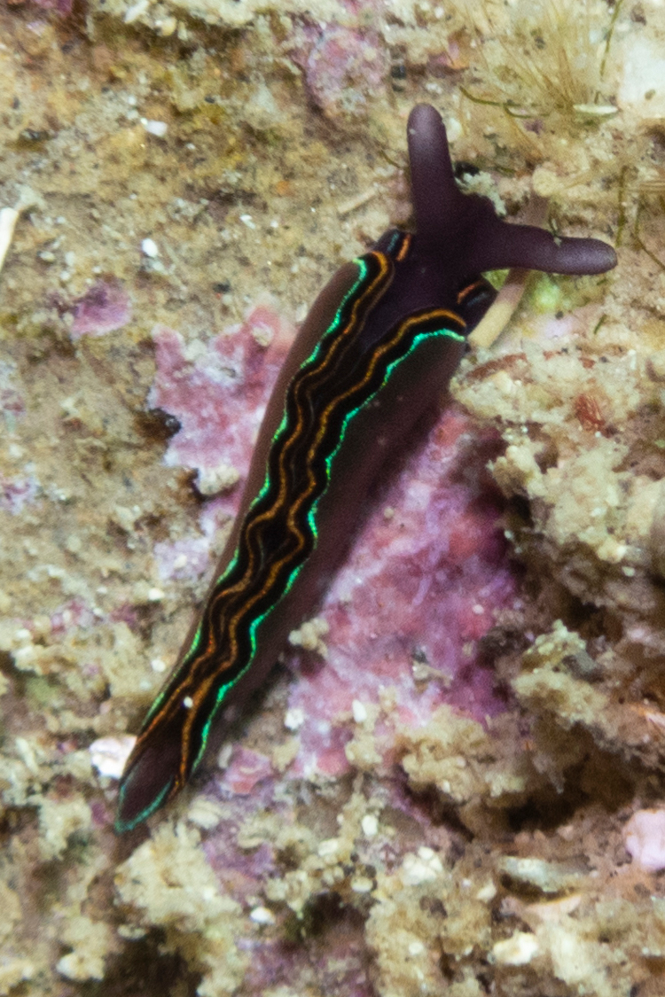 チゴミドリガイの画像