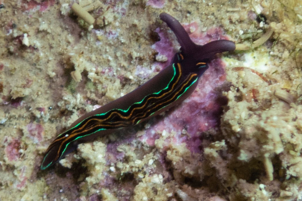 チゴミドリガイ