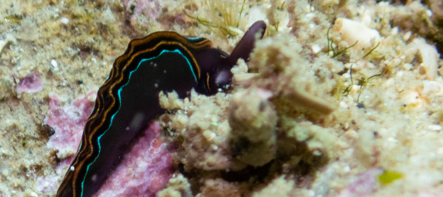 チゴミドリガイの写真