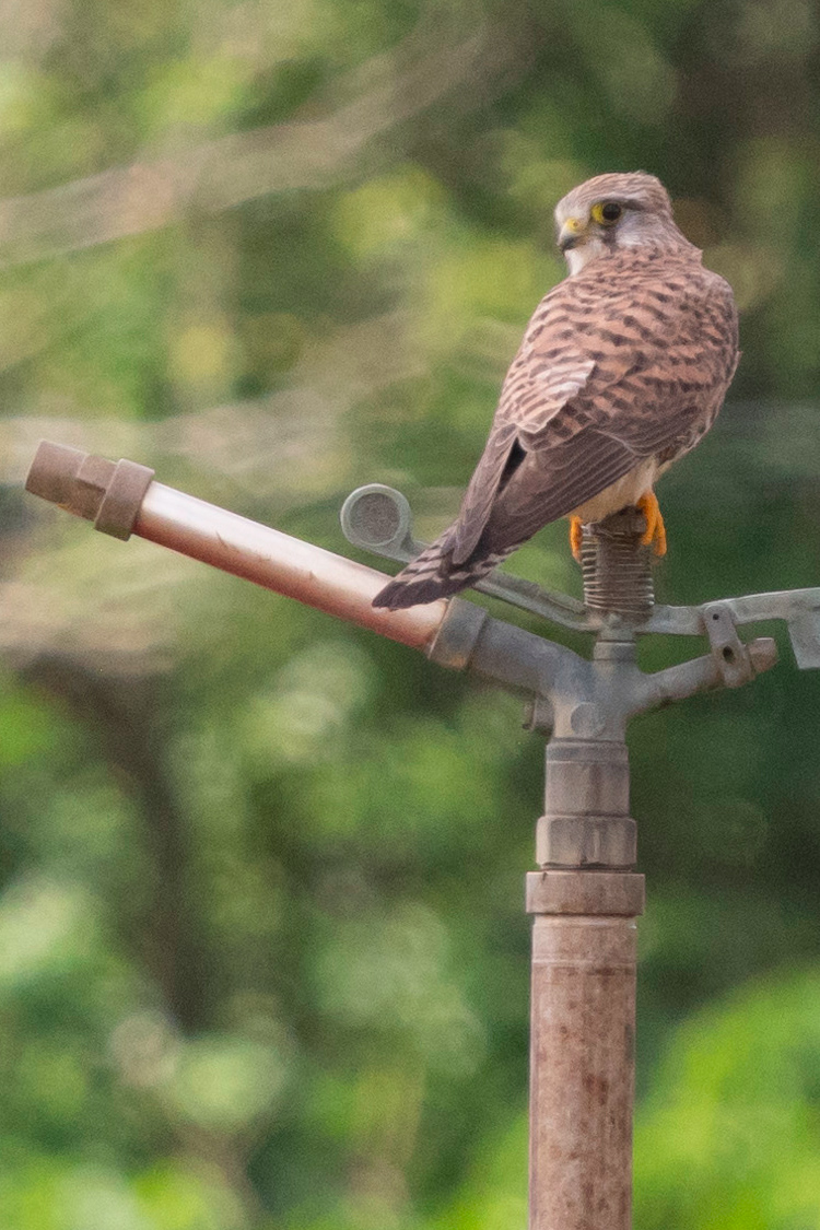 チョウゲンボウの画像