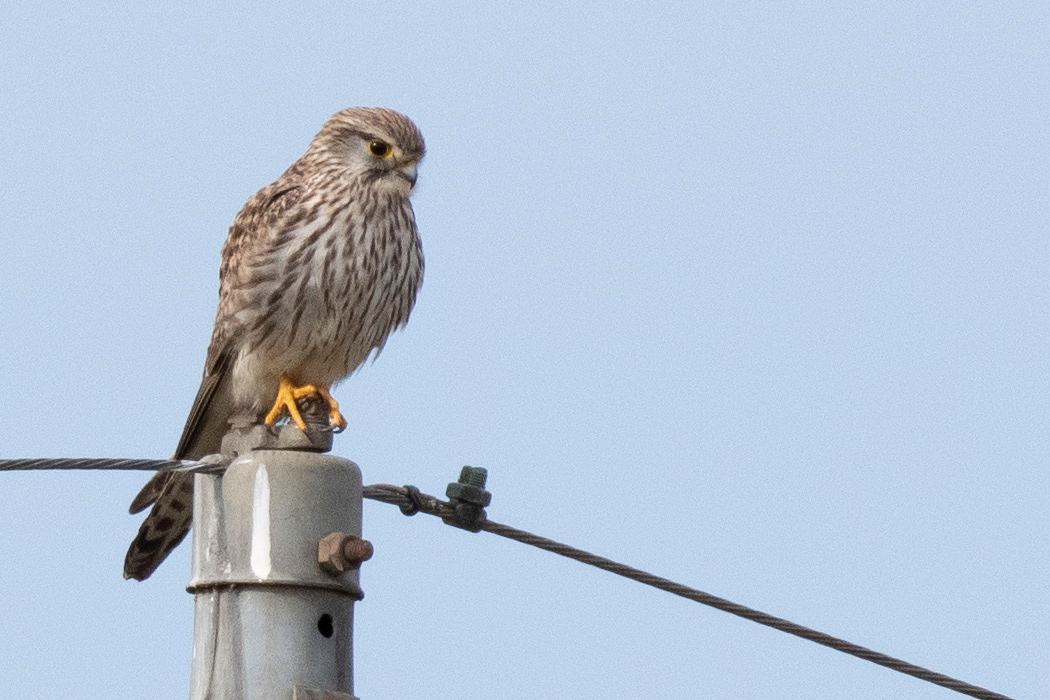 チョウゲンボウのページ