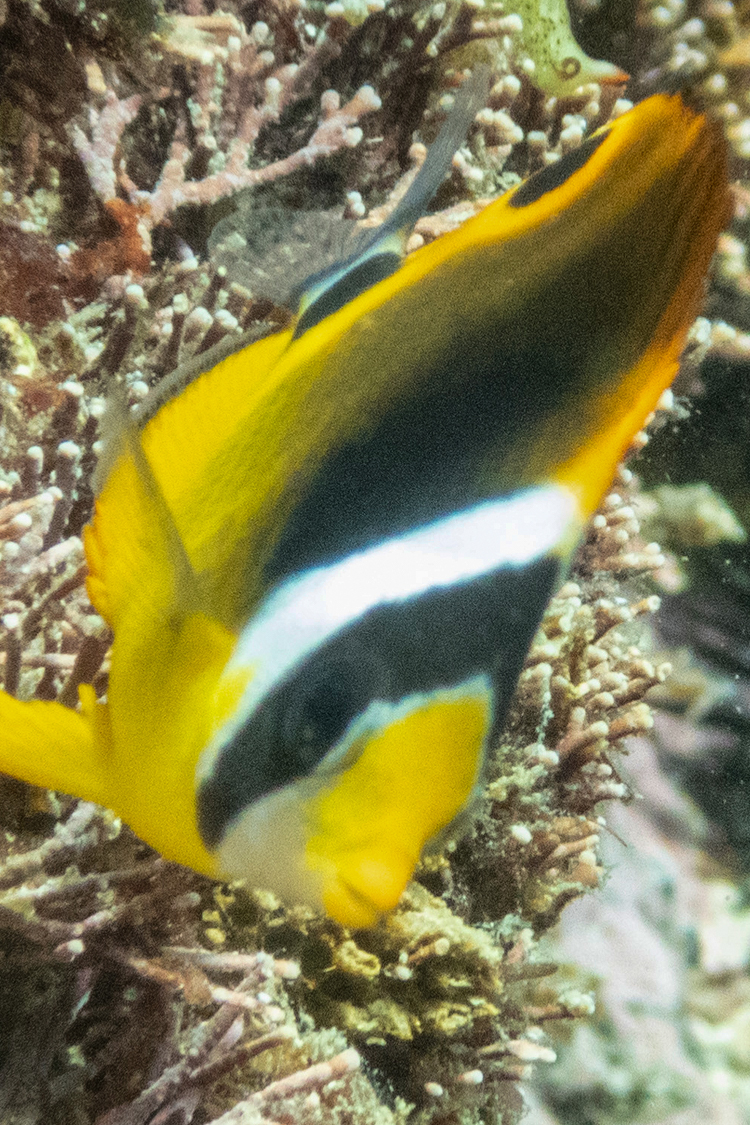 チョウハンの画像