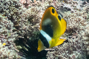 チョウハンの色