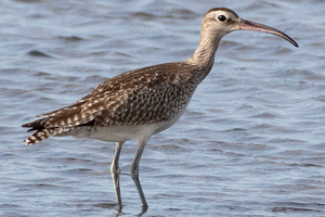 チュウシャクシギの色