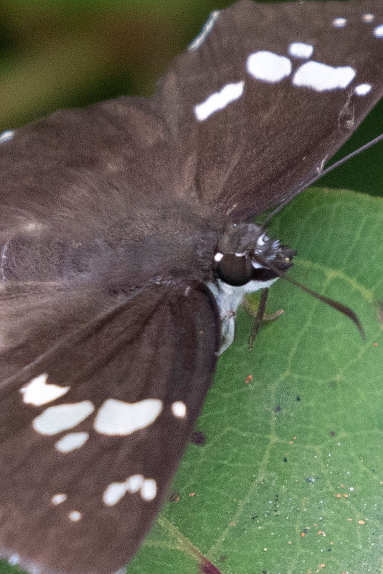 ダイミョウセセリの画像