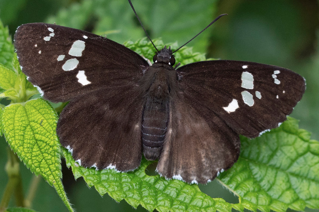 ダイミョウセセリのページ
