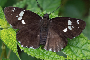 ダイミョウセセリの色