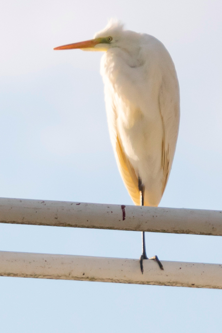 ダイサギの画像