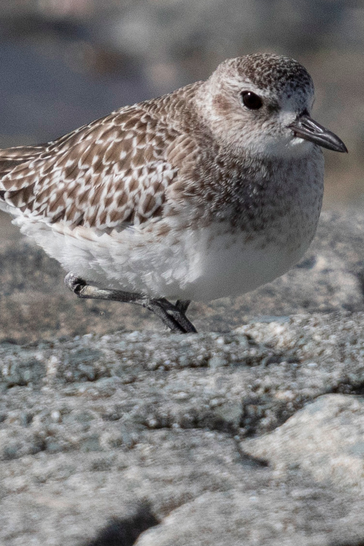 ダイゼンの画像