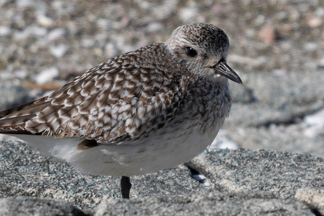 ダイゼンのページ