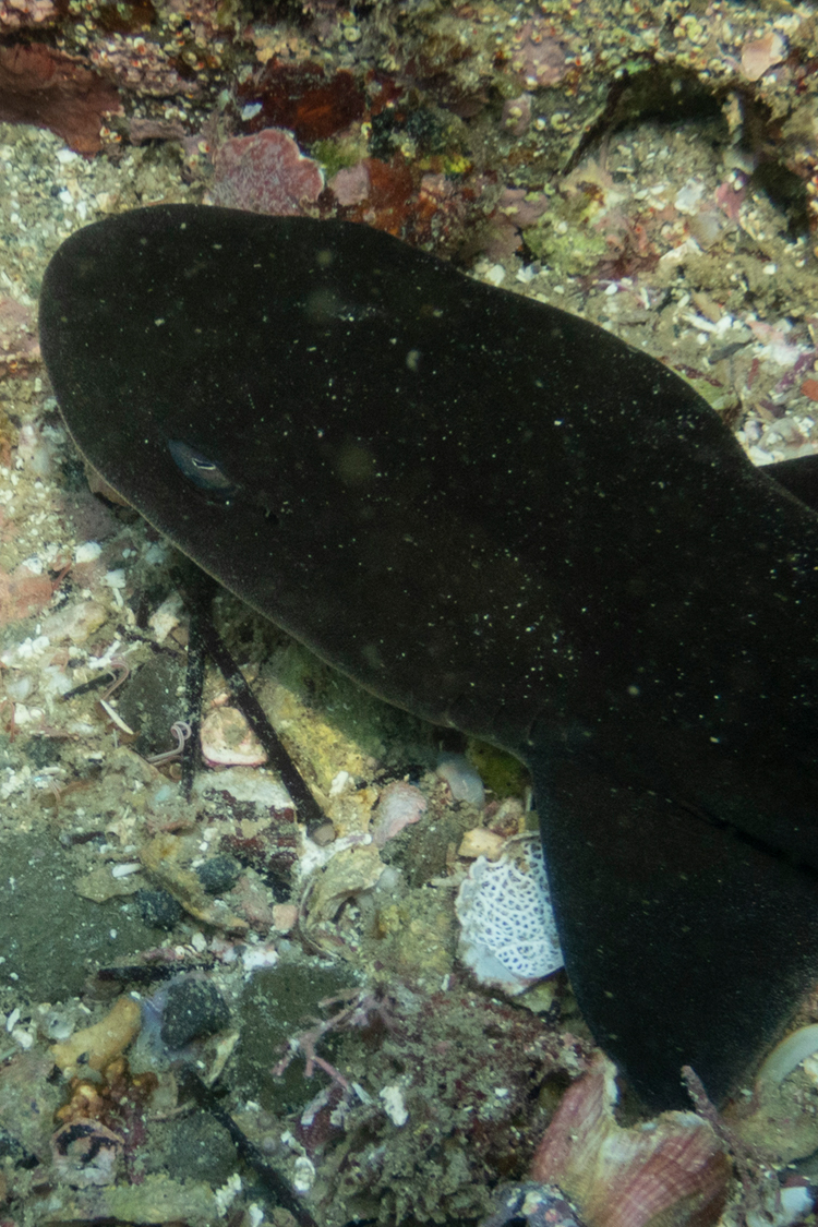 ドチザメの画像