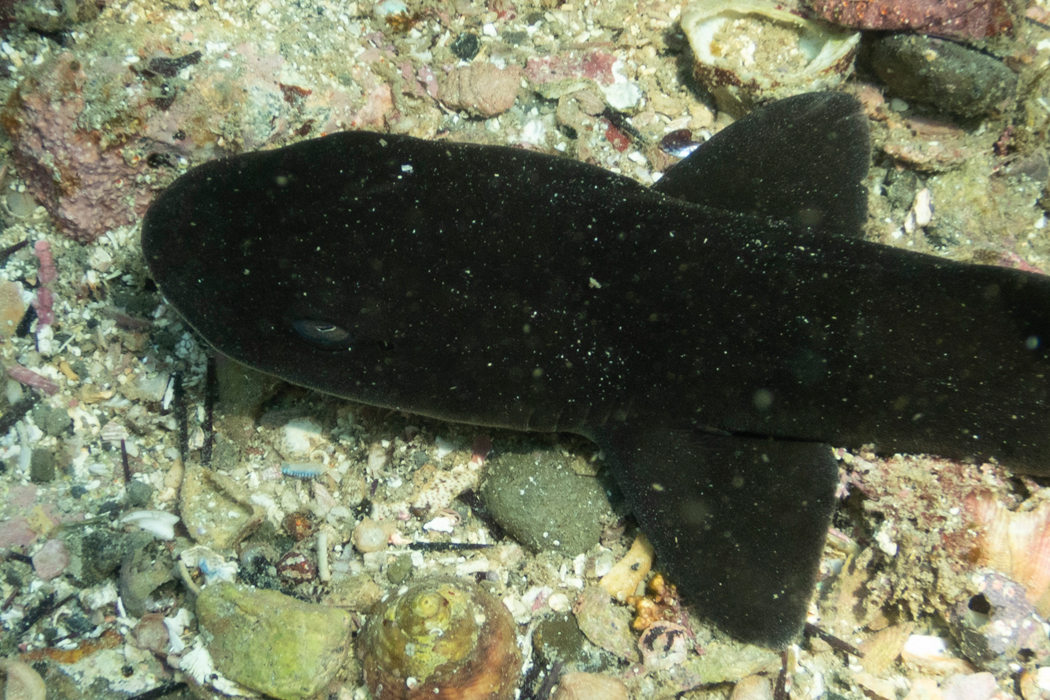 ドチザメのページ