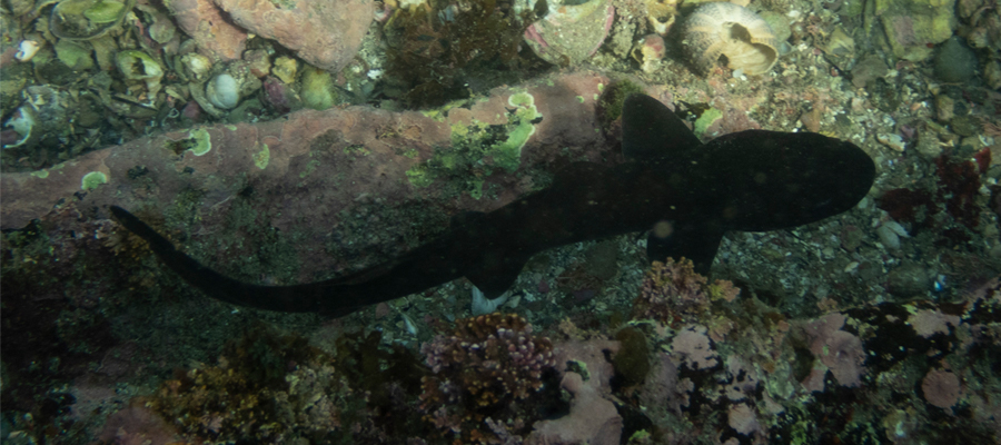 ドチザメの写真