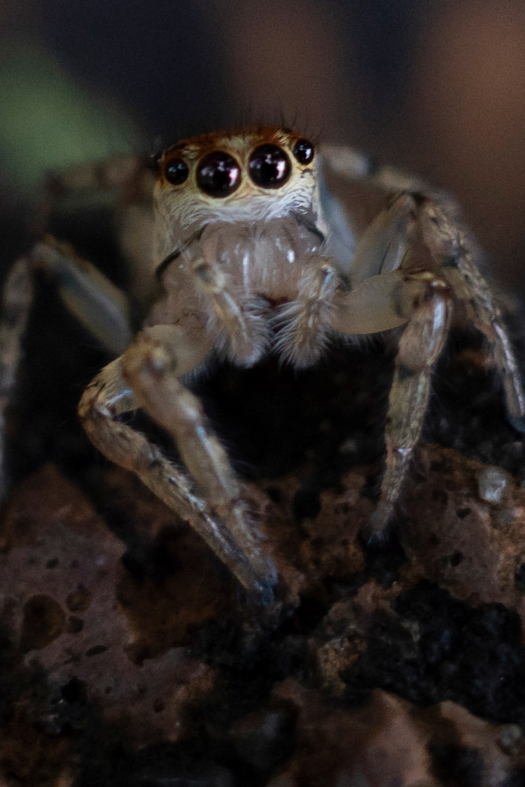 デーニッツハエトリの画像