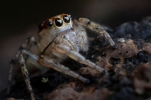 デーニッツハエトリの色