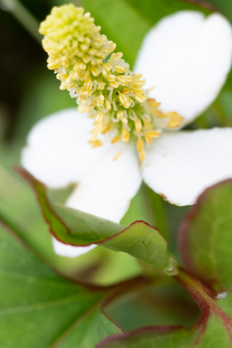 ドクダミの画像