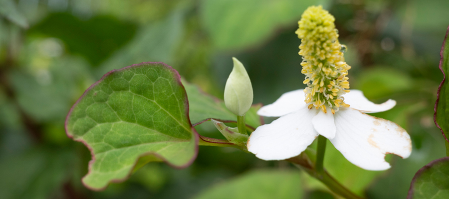 ドクダミの写真