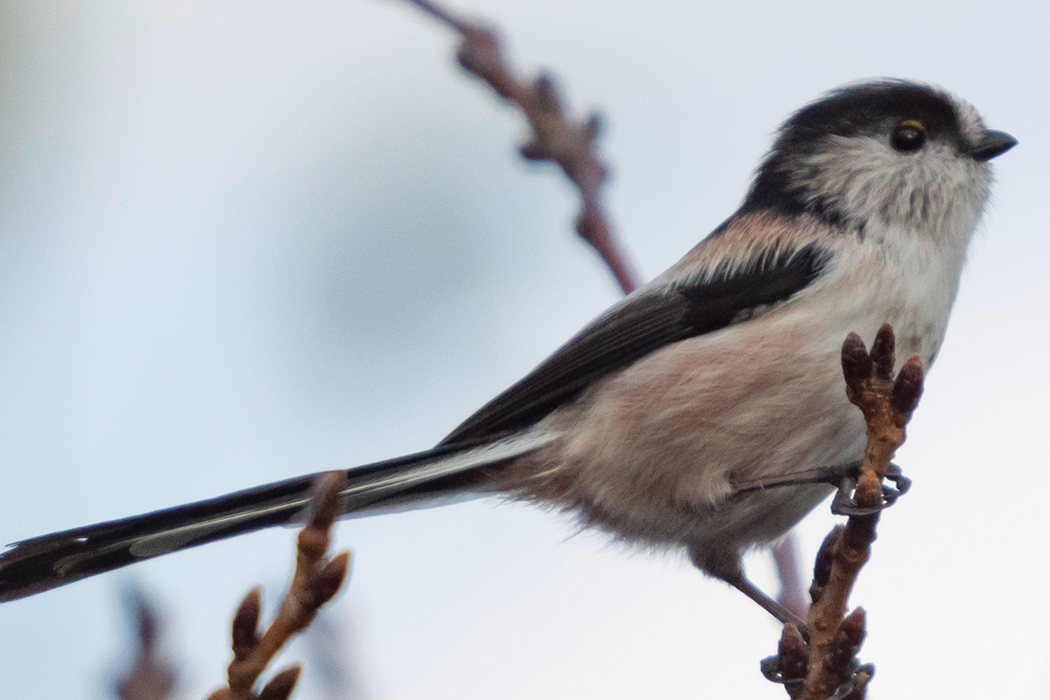 エナガのページ