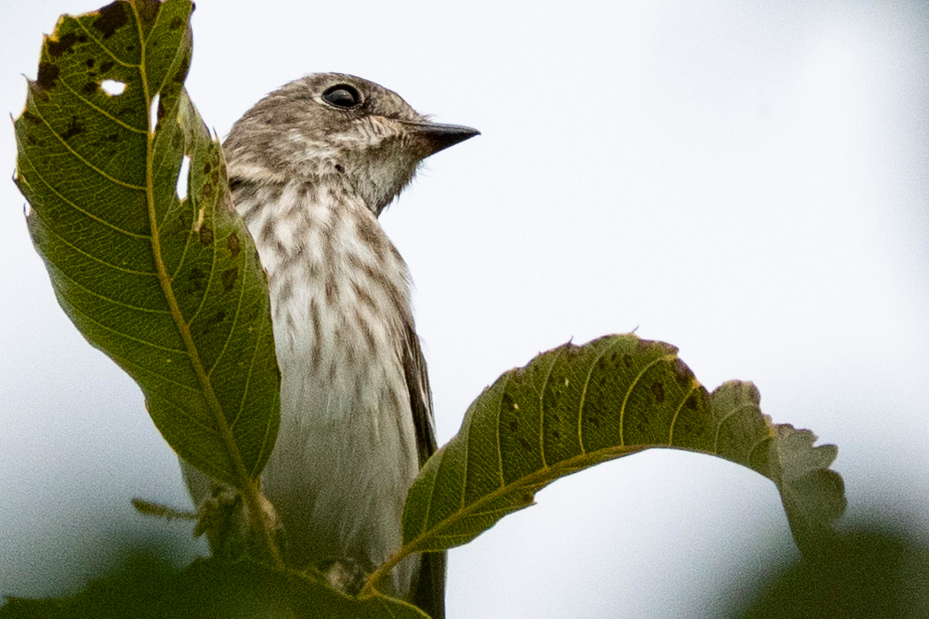 エゾビタキのページ